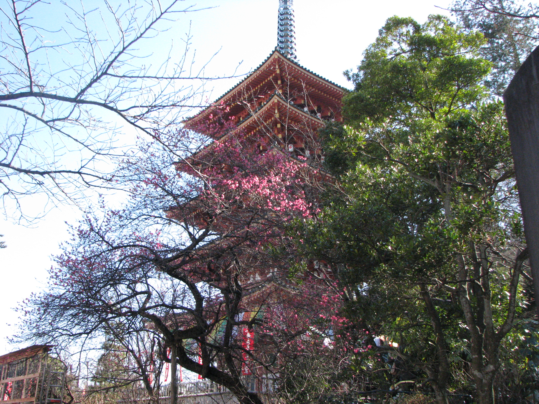 高幡不動尊の五重塔と梅の花 日野市 デジタルカメラ撮影日記